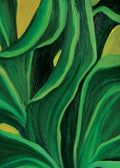 Snake Plant